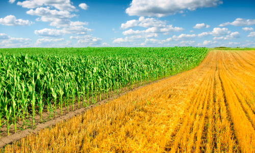 zrównoważone zarządzanie ziemią uprawną - ściernisko i pole kukurydzy - obrazek